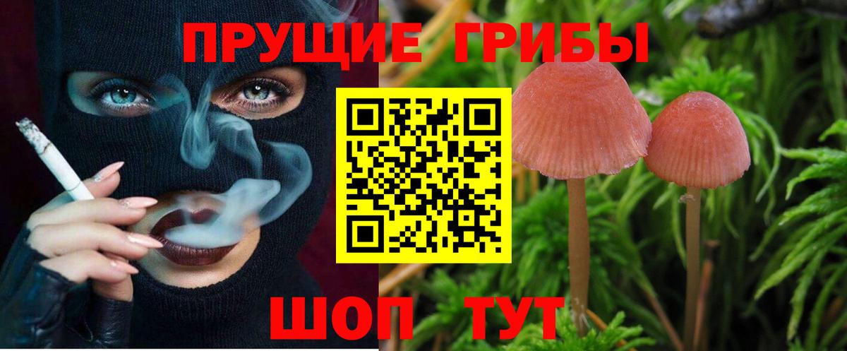 Псилоцибиновые грибы Cubensis Урюпинск